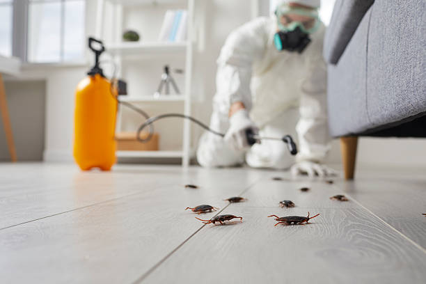 Commercial Rodent Management in Diamond Ridge